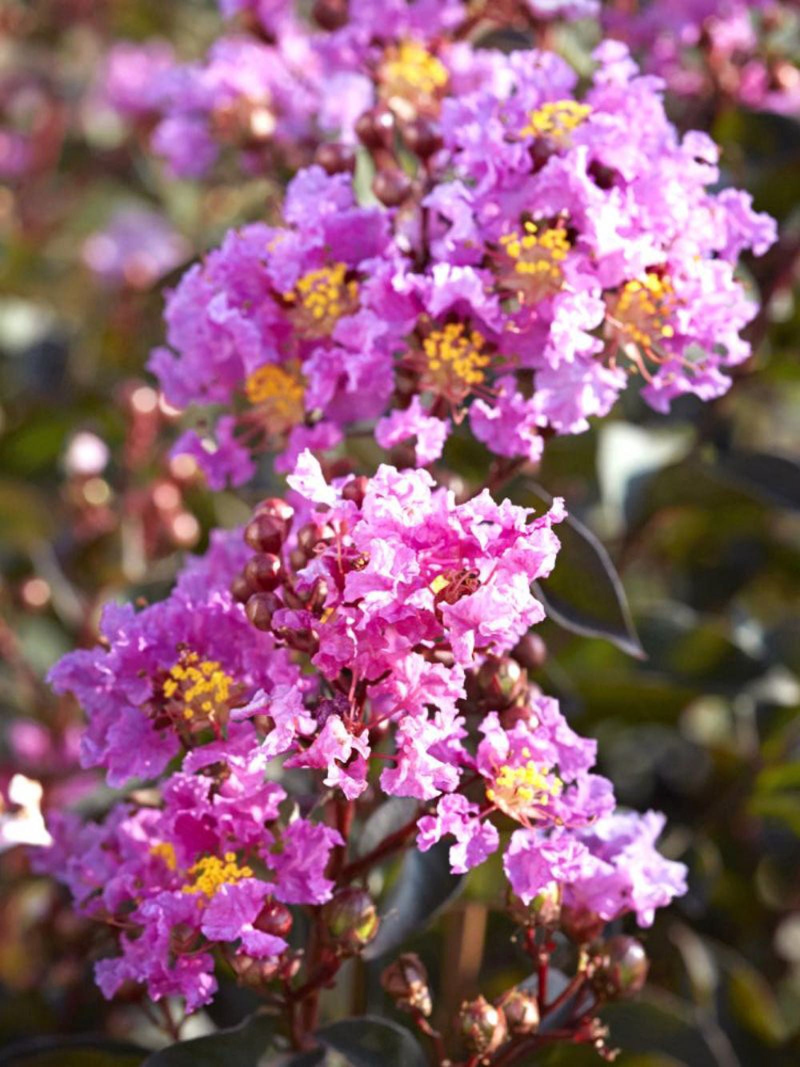 Black Diamond Blooms 1-1.5 ft tall Lavender Lace Crape Myrtle Live Tree in 1-Gallon Grower Pot