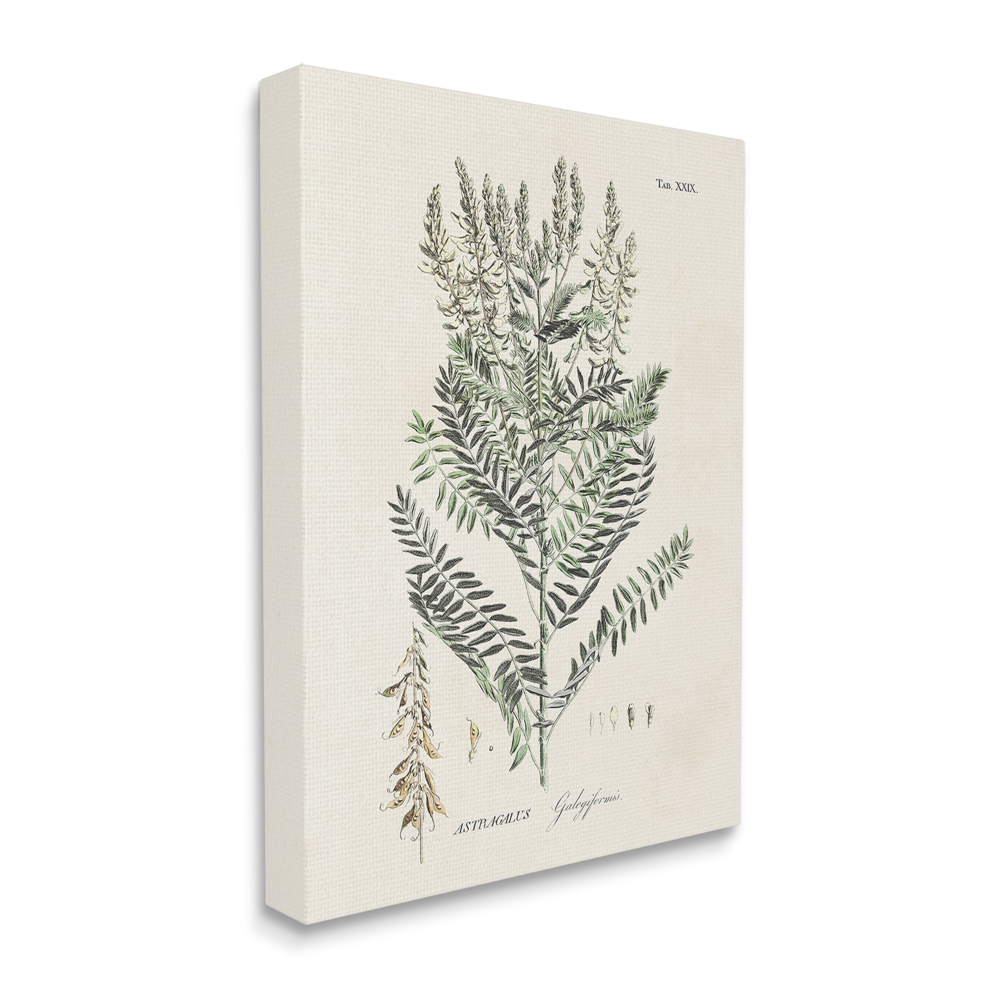 Stupell Industries Forest Plant Study Botanical & Floral Painting Gallery Wrapped Canvas Art Print Wall Art, 30 x 40