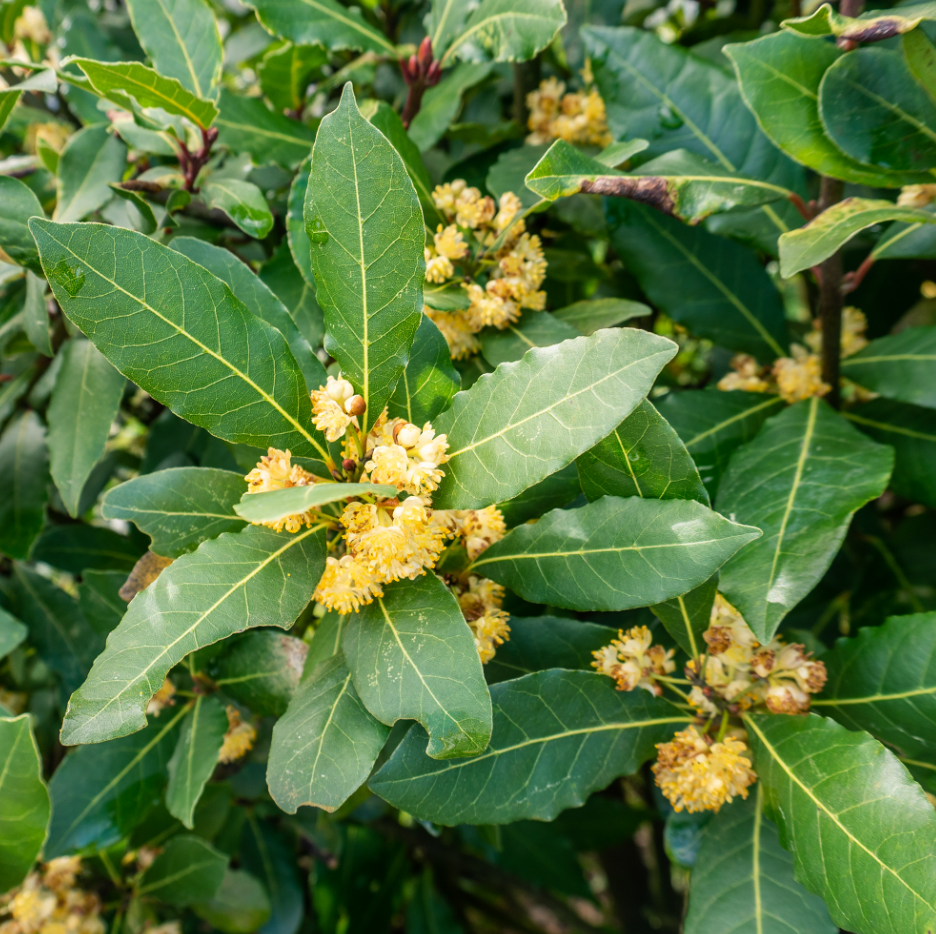 Bay Leaf Plant Live, Laurus Nobilis Bay Laurel Tree for Indoor or Outdoor Planting, 4-7 Inch Tall