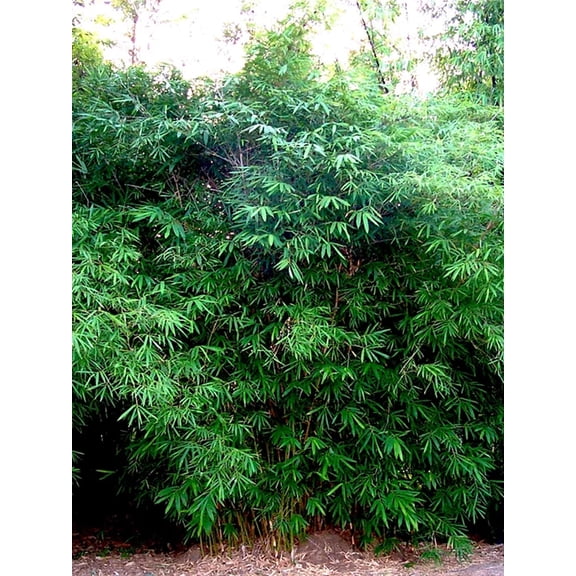 50 Dwarf Malay Bamboo Seeds Privacy Plant Garden Shade Exotic Screen 447 US SELLER