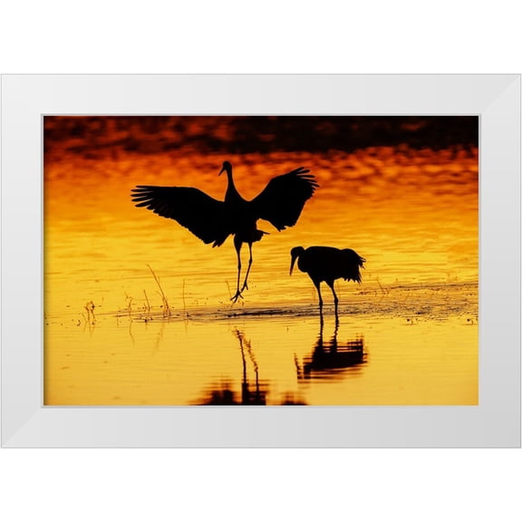 Jones, Adam 14x11 White Modern Wood Framed Museum Art Print Titled - Sandhill cranes silhouetted at sunset Bosque del Apache National Wildlife Refuge-New Mexico