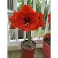 thumbnail image 2 of Bloomaker USA  Bloomaker Red Lion Amaryllis Bulbs, 26 - 28 cm+ - Pack of 10, 2 of 4