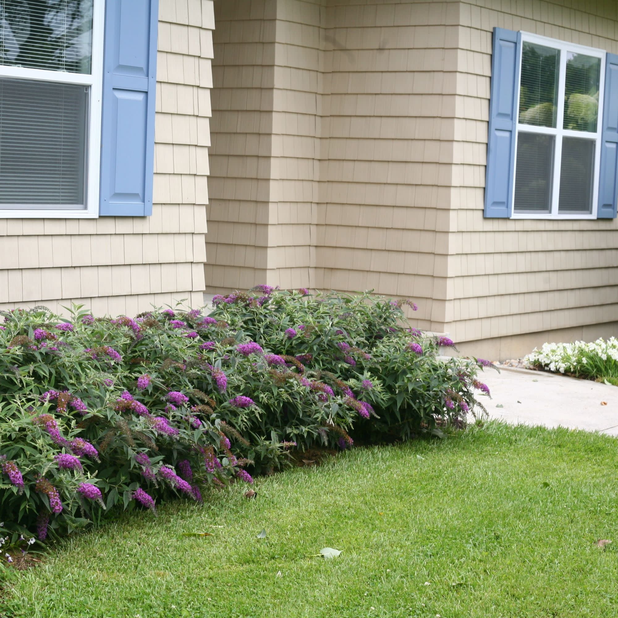 Proven Winners ColorChoice 5" Lo & Behold 'Purple Haze' Butterfly Bush Live Plant in 4.5" Pot (4 Count)