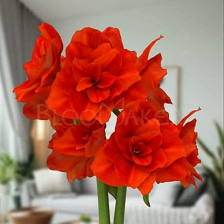 Amaryllis Bulbs for Planting - (1) Top Size Bulb - Grow Amazing Amaryllis Flowers (Red Peacock)
