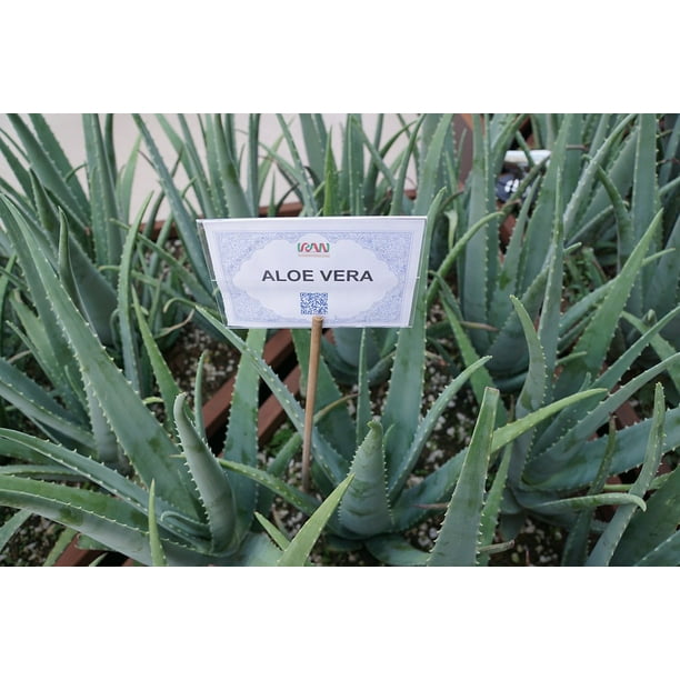 pix Aloe Vera Plant Walmart walmart com