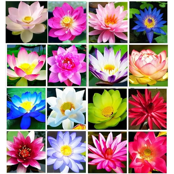 30 Lotus Seeds - Grow in Koi Ponds, Ponds, Grow in a Bowl as Bonsai - Water Lily Grow Very Easy