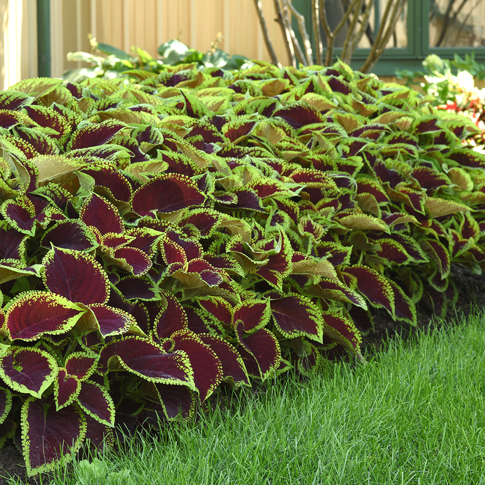 Element 13" Red, Brown and Green Coleus Kong Jr Asst Live Plants Pot (4 Count)