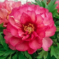 Julia Rose Itoh Peony Dormant Bare Flowering Perennial Starter Plant (1-Pack)