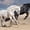 Black And White Horses, variant on Elephant Stock Sepia Horses Wall Art - Horizontal Canvas Wall Art - Living Room Wall Decor - Animal Canvas - Black And Gray Decor - 12" x 8"