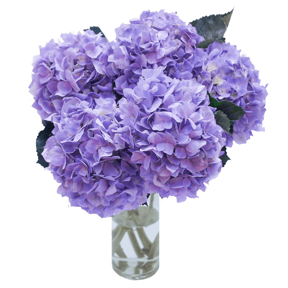 Fresh Cut Lilac Flowers Delivered Ready Stock Bbw Fresh Cut Lilacs