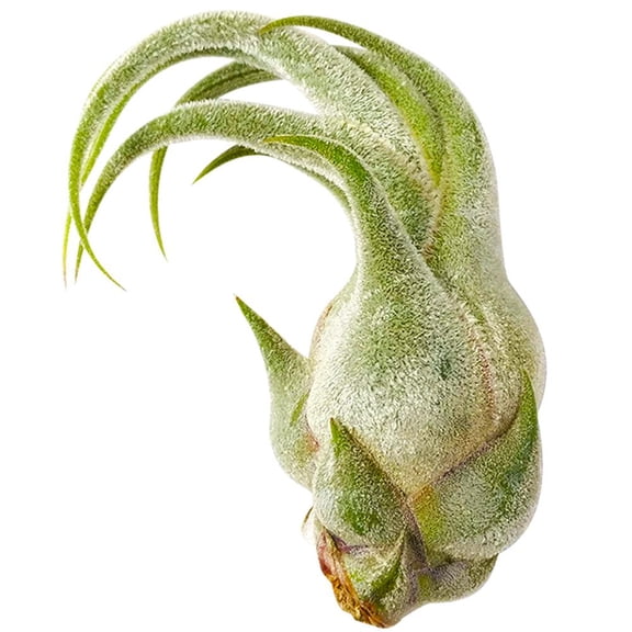 Seleriana Tillandsia Air Plant