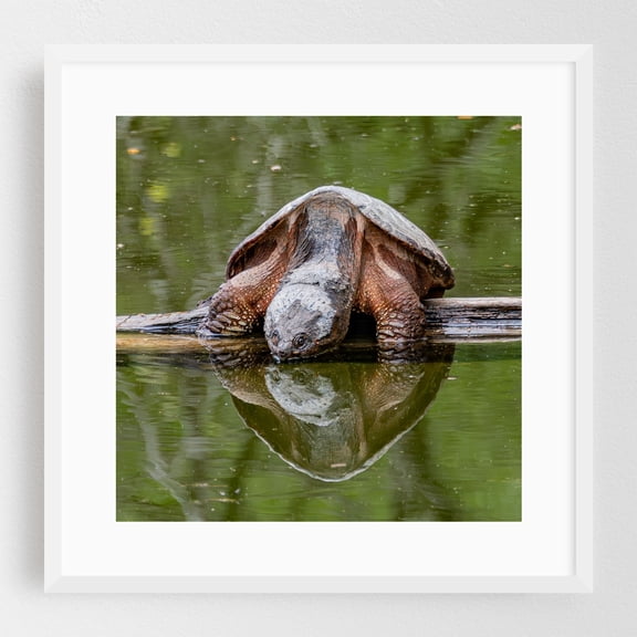 Giant Snapping Turtle on a Log in Pennsylvania - Pennsylvania Photography Wildlife Animal Lake Nature Water Aquatic White Framed Wall Art Print 10 x 10 inches