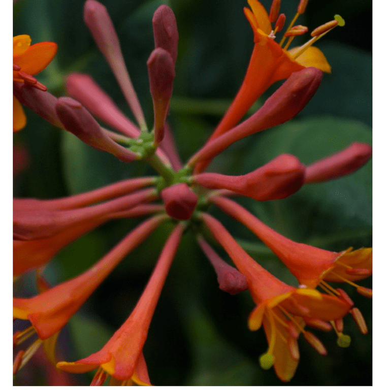 Dropmore Scarlet Honeysuckle Vine - Lonicera - 2.5" Pot