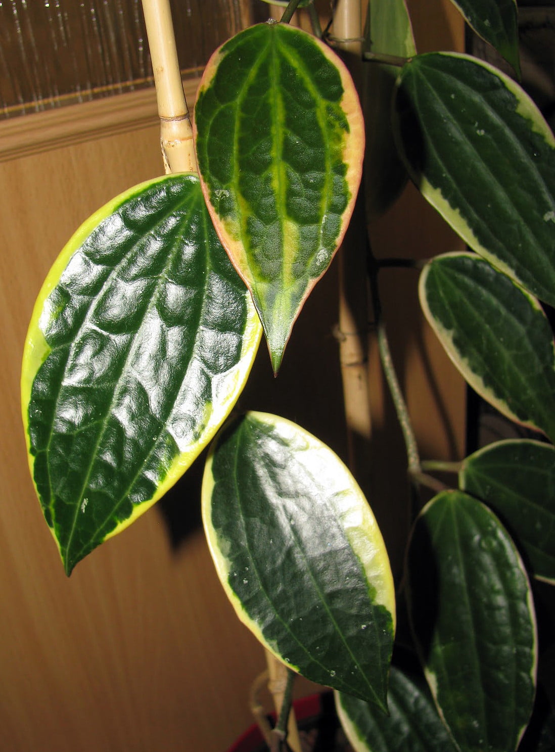 Rare Macro Wax Plant Hoya macrophylla Collector's Series 4" Pot