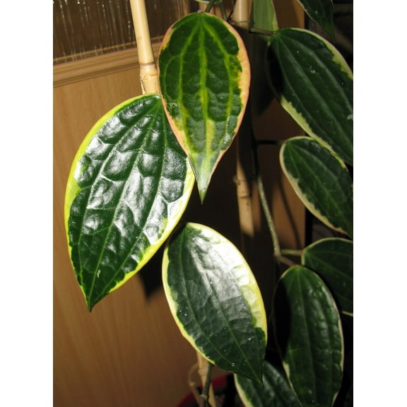 Rare Macro Wax Plant - Hoya macrophylla - Collector's Series - 4" Pot