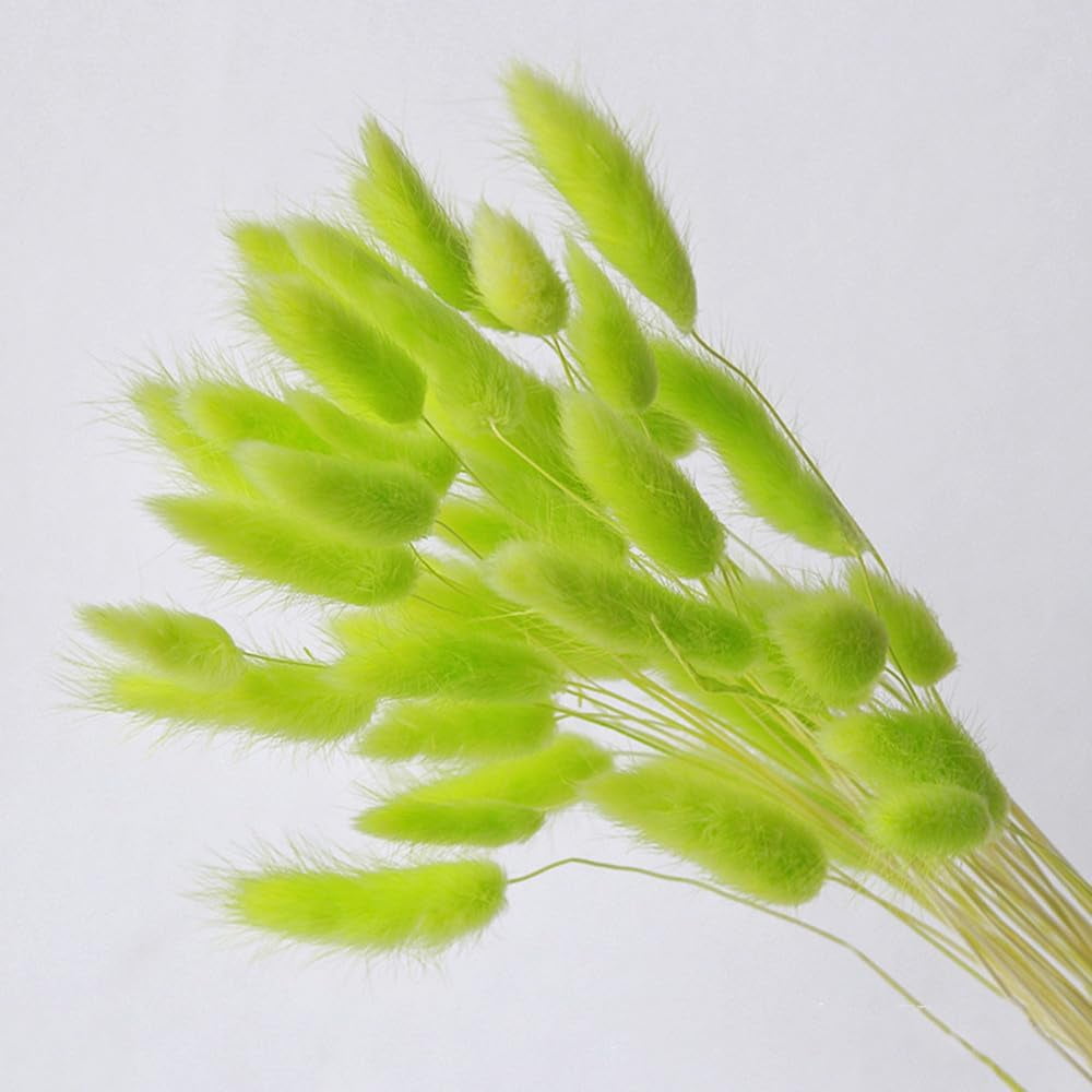 Natural Dried Bunny Tail Grass Real Flower Eternal Flower Lagurus Ovatus Dry Grass Dried Flowers Pampas Grass Bouquet Rabbit Tail Grass Stems forHome Decor and Fall Theme Decorati(7"/White)