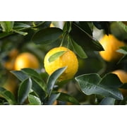 ArOmis Organic Lemon Essential Oil, USDA Certified, Undiluted, Aromatherapy, Therapeutic Grade 30ml (1 fl Oz)
