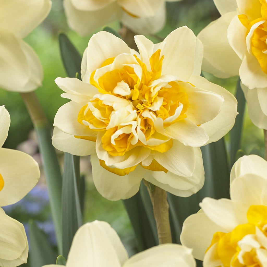 Van Zyverden Daffodils Peach Cobbler Set of 12 Bulbs Multi-Color Part Sun