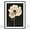 White Anemone, variant on Moonow7 White Spoonbill Bird Poster in Vintage Minimalist Style, Large Wall Art Prints for Living Room and Bedroom Decoration, Nature-Inspired Artwork for Office, Unframed, Size 16x20 / 40x50 cm