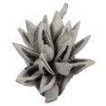 thumbnail image 1 of Vickerman H2STA300-2 6-11 in. Gousse d'Étoile de Lavage Gris, 1 of 1