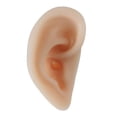 thumbnail image 2 of Modelo de Anatomía Del Oído Herramientas de Enseñanza Modelo de Práctica de Acupuntura para Práctica Sharpla Pantalla del oído derecho, 2 of 8