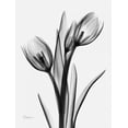 thumbnail image 2 of Koetsier, Albert 15x18 Black Ornate Wood Framed with Double Matting Museum Art Print Titled - Tulips H37, 2 of 4