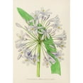 thumbnail image 3 of Illtyd Buller Pole-Evans 14x18 Black Modern Framed Museum Art Print Titled - Agapanthus Umbellatus (1921), 3 of 5