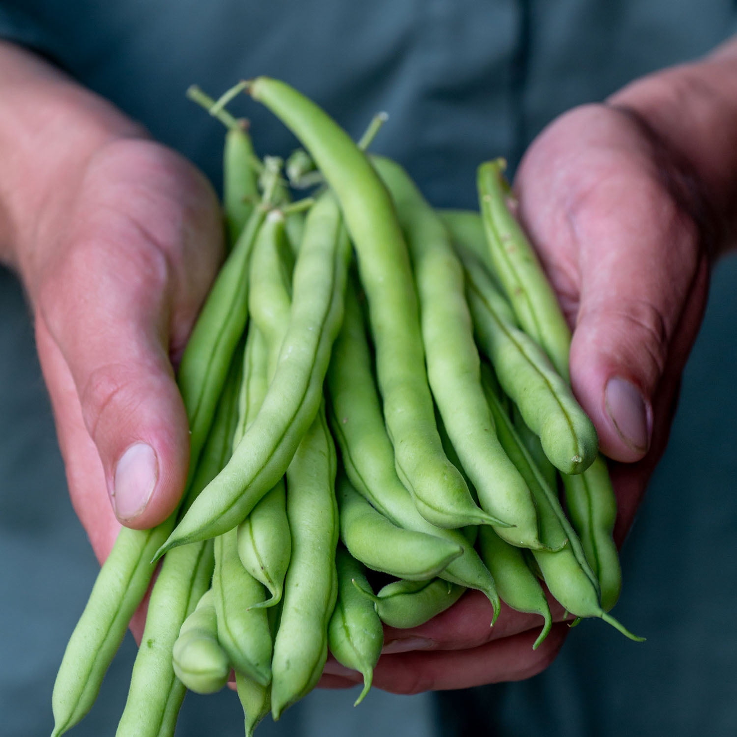 Burpee Provider Garden Bean, Plant Seeds for Home Garden