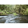 thumbnail image 2 of Paulson, Don 14x11 White Modern Wood Framed Museum Art Print Titled - WA, Olympic NP Barnes Creek flows through forest, 2 of 4