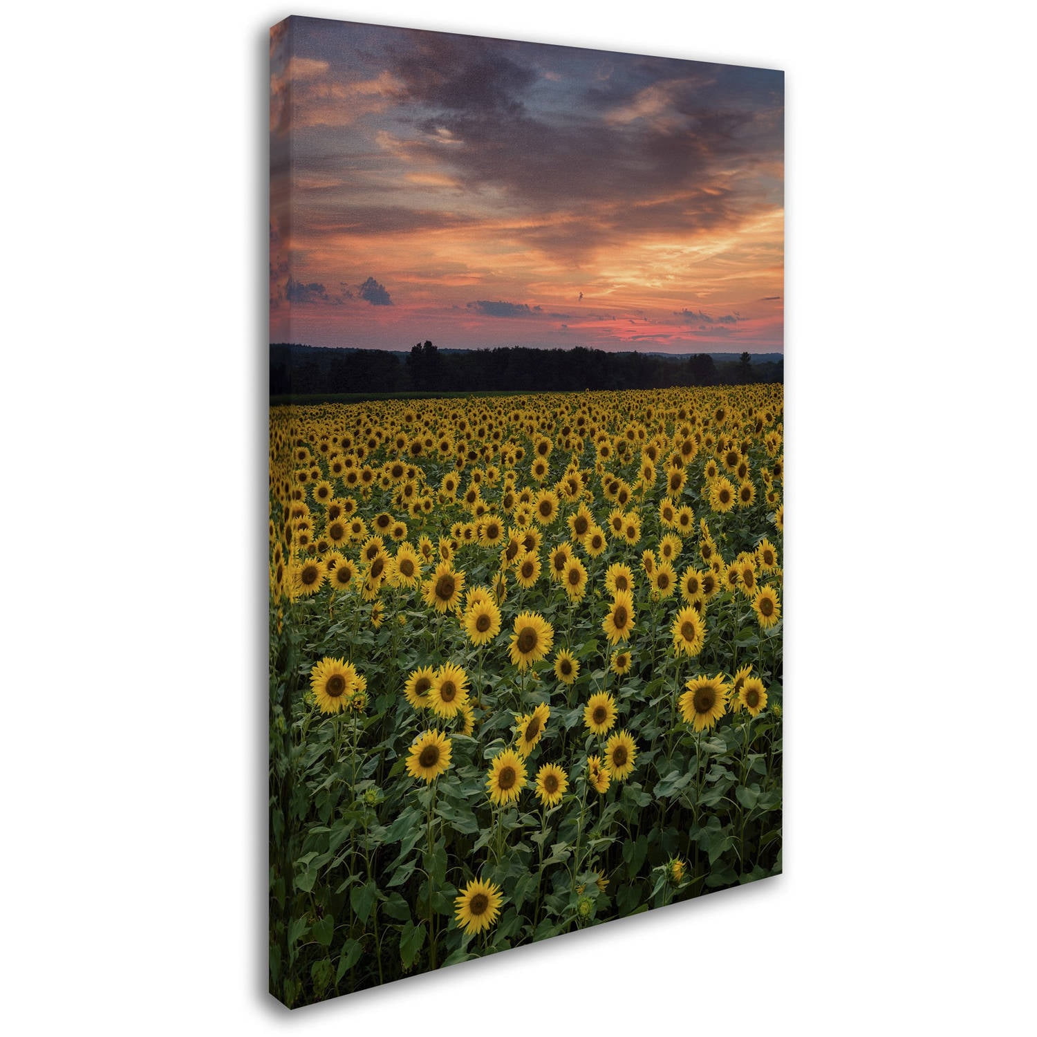 Trademark Fine Art "Sunflowers" Canvas Art by Michael Blanchette Photography