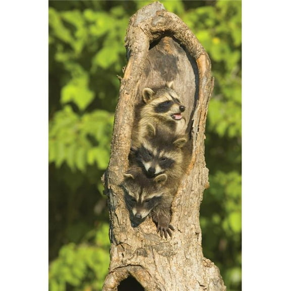 Raccoons in a Tree Poster Print by John Pitcher - 11 x 17