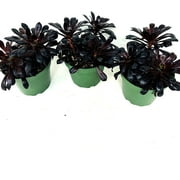 Black Rose Aeonium Plants 3 Pack 3in pots-Live Succulent