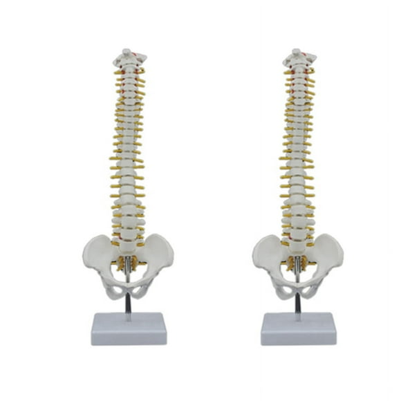 2pcs 45CM Human Spine with Pelvic Model Human Anatomical Anatomy Spine Model Spinal Column Model+Stand Fexible