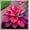 A, variant on Natural Hostas —-10 color options-- Non-GMO — Easy to cultivate— For Home Landscape Decoration(Non-Artificial)