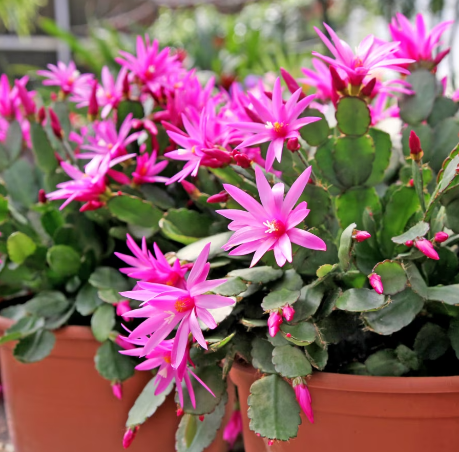 2 Mix Color Christmas Cactus Live Plant for Planting, Holiday Cactus Flowers 4 -6 Inch Tall in 3" Pot