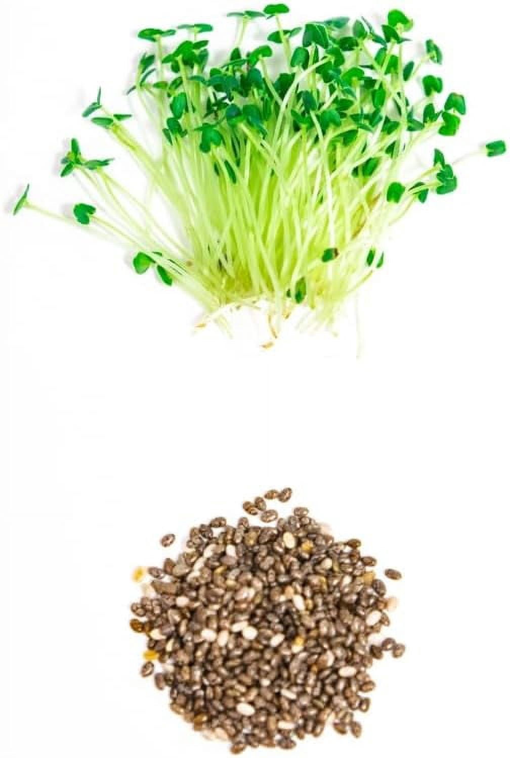Chia Seeds for Planting - Chia Microgreens (20,000 Seeds)