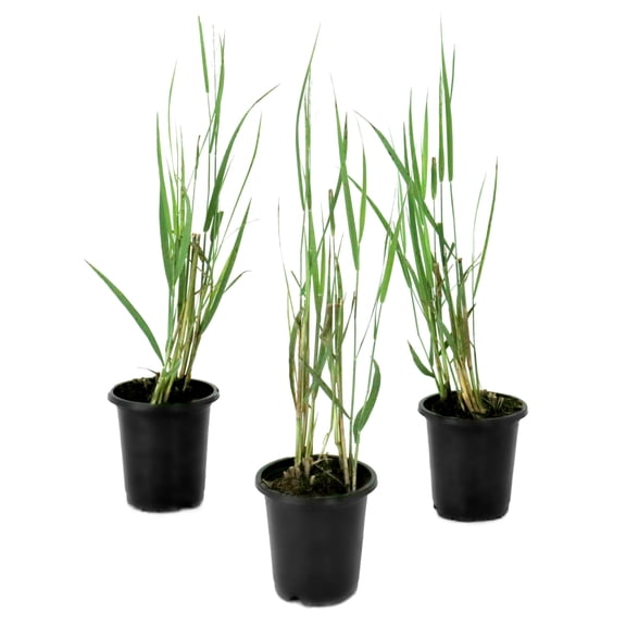 National Plant Network 4 in. Panicum Northwind Grass (3-Pack)