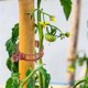 thumbnail image 5 of Juego de 100 clips de jardín para invernadero, clips de soporte para tallos de tomate, clips de plástico para plantas, abrazaderas de crecimiento para plantas, clips para tomates., 5 of 5