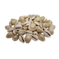 thumbnail image 1 of U.S. Shell 08001 Ringtop Cowrie - 50 Piece, 1 of 1
