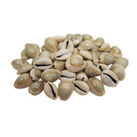 U.S. Shell 08001 Ringtop Cowrie - 50 Pièces