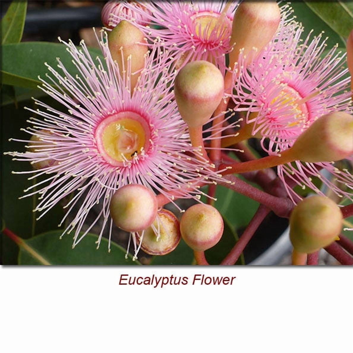 Eucalyptus Radiata Essential Oil 1 fl oz (30 ml) - 100% Pure and Natural by Silky Scents
