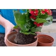thumbnail image 2 of Gardenera Labs Kalanchoe Plant Premium Potting Mix - Unleash The Full Potential of Your Plants with The Best Mix Available - 5 Quart, 2 of 3