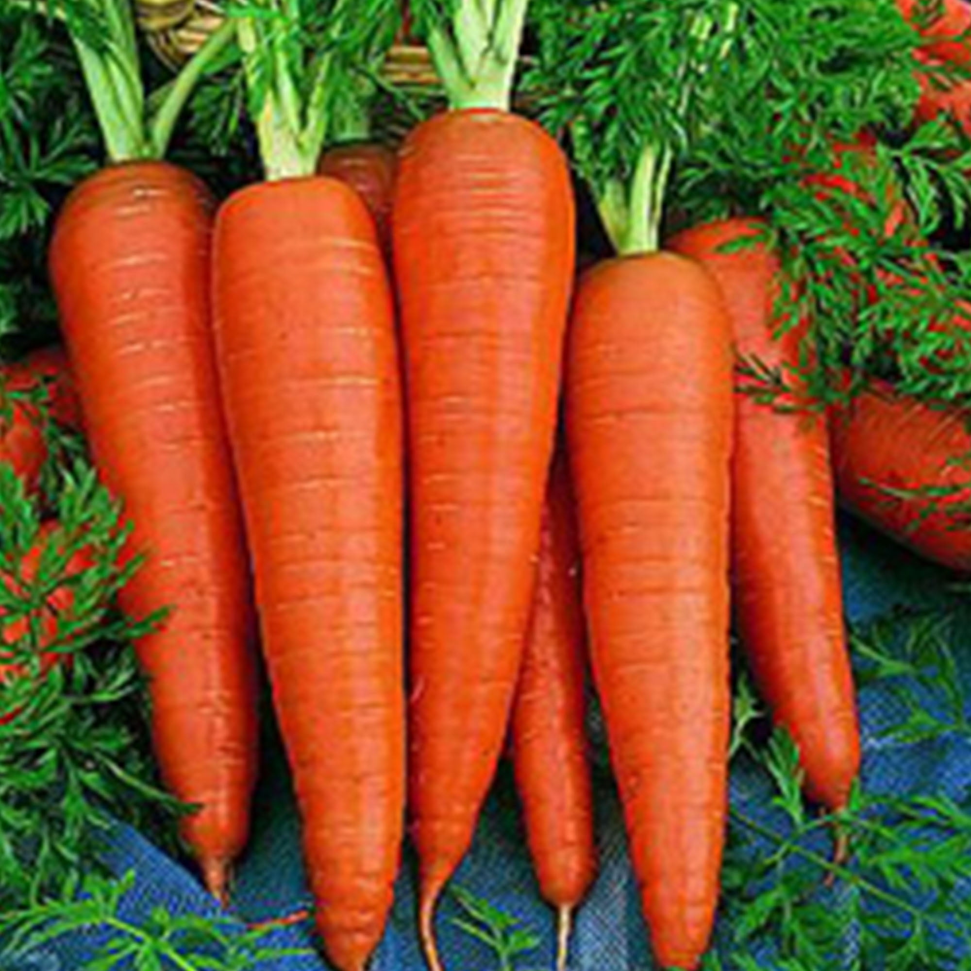 Heirloom Variety Pack Scarlet Nantes Carrot Seeds Tendersweet Danvers 126 Carrot Seeds for Planting Home Garden Outdoors 