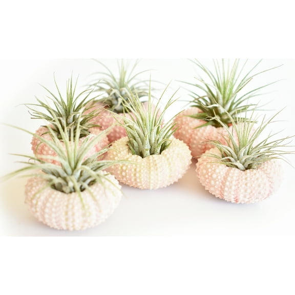 6 Pack - Beautiful Pink Sea Urchin Air Plant Kit (Tillandsia) 2" Beach Wedding and Nautical Home Decor