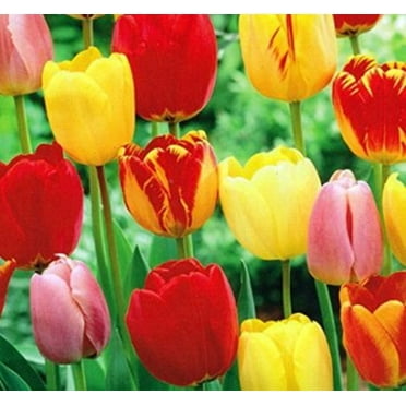10 Mixed Colors Tulip Bulbs - Freshly Imported from Holland