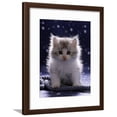 thumbnail image 1 of Domestic Cat, 7Week Fluffy Silver and White Kitten, Animals Framed Art Print Wall Art by Jane Burton Sold by Art.Com, 1 of 5