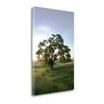 thumbnail image 2 of "Oak Tree - 95" By Alan Blaustein, Fine Art Giclee Print on Gallery Wrap Canvas, Ready to Hang, 2 of 2