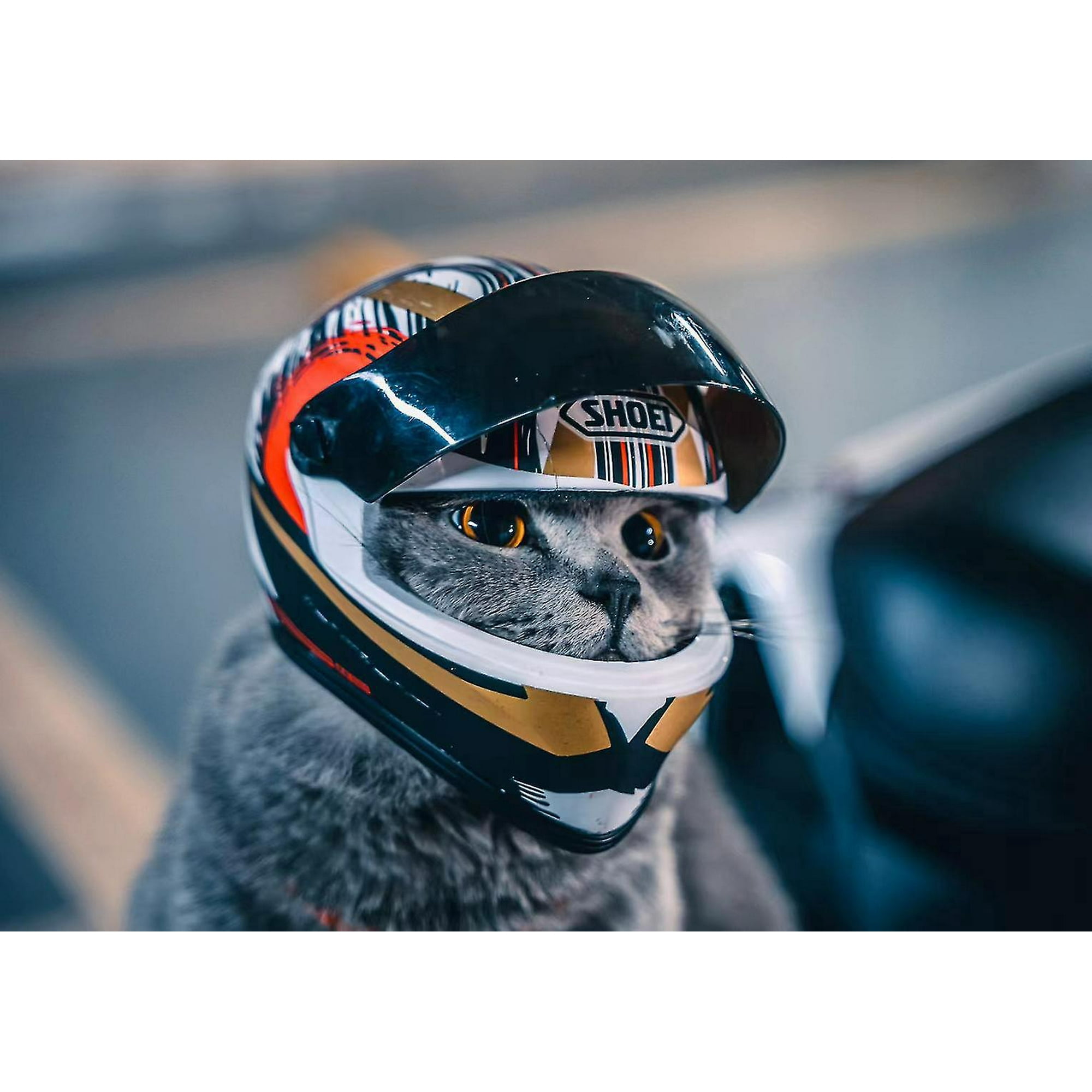 Dog face helmet clearance
