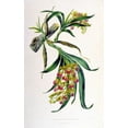 thumbnail image 2 of Withers, Augusta 22x32 White Modern Wood Framed Museum Art Print Titled - Orchid, Galeandra Baueri, 2 of 4