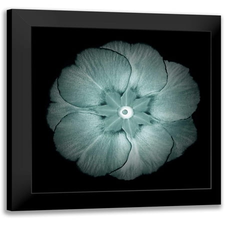 Greene Taylor 20x20 Black Modern Framed Museum Art Print Titled - Daylight Floral II